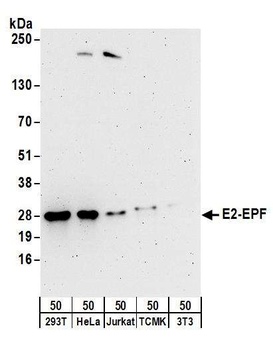 E2-EPF Antibody