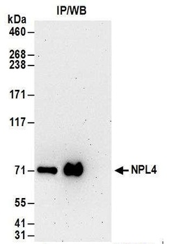 NPL4 Antibody