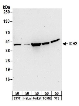 Rabbit anti-IDH2 Antibody