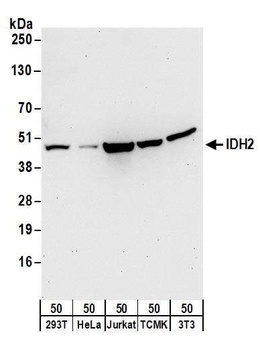 IDH2 Antibody