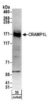 Rabbit anti-CRAMP1L Antibody