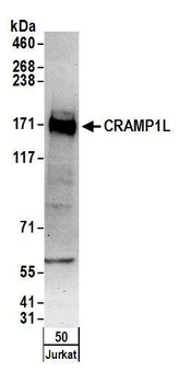 CRAMP1L Antibody