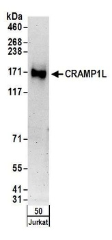 CRAMP1L Antibody