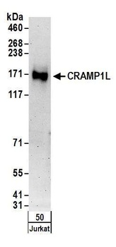 Rabbit anti-CRAMP1L Antibody