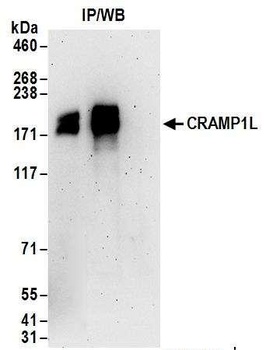 Rabbit anti-CRAMP1L Antibody