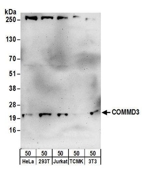 COMMD3 Antibody
