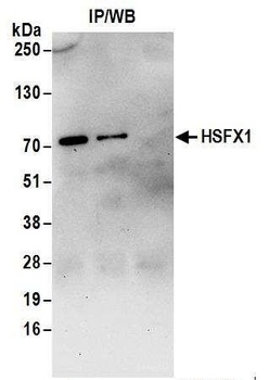 HSFX1 Antibody