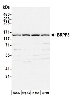 BRPF3 Antibody
