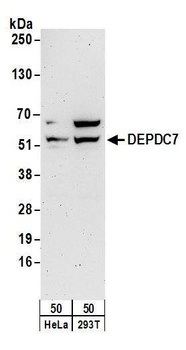 DEPDC7 Antibody