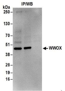 WWOX Antibody