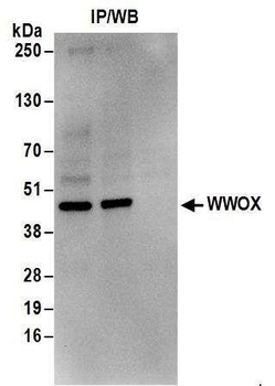 Rabbit anti-WWOX Antibody