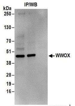 Rabbit anti-WWOX Antibody