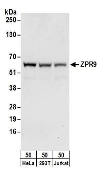 ZPR9 Antibody