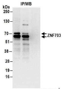 Rabbit anti-ZNF703 Antibody
