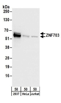 Rabbit anti-ZNF703 Antibody