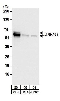 ZNF703 Antibody