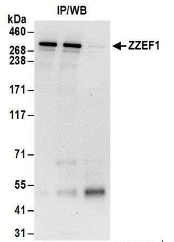 ZZEF1 Antibody