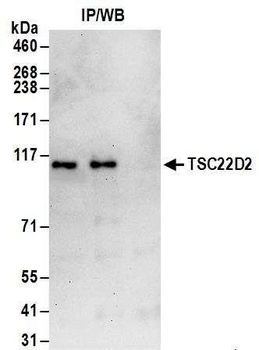 TSC22D2 Antibody