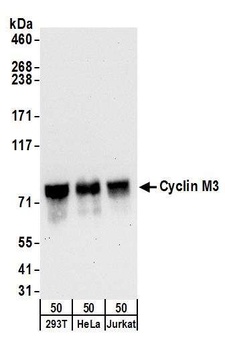Cyclin M3 Antibody