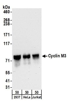 Rabbit anti-Cyclin M3 Antibody