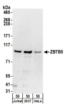 Rabbit anti-ZBTB5 Antibody