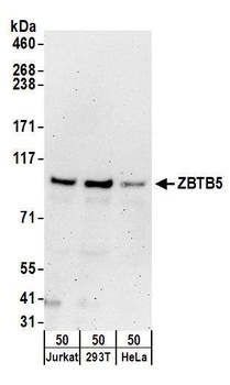 ZBTB5 Antibody