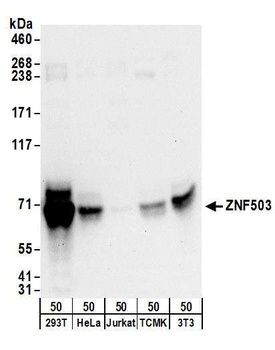ZNF503 Antibody