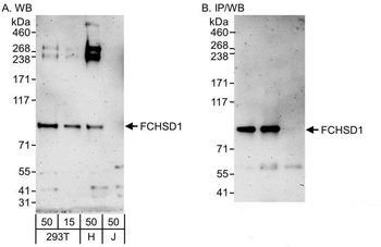 FCHSD1 Antibody