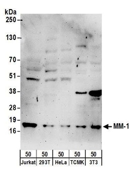 MM-1 Antibody