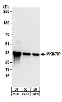 Rabbit anti-MKI67IP Antibody