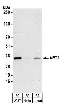 ABT1 Antibody