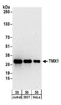 TMX1 Antibody