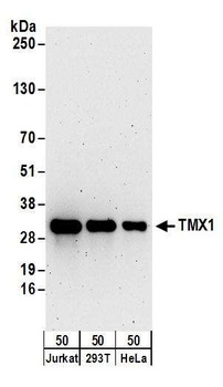 Rabbit anti-TMX1 Antibody