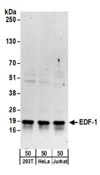 EDF-1 Antibody