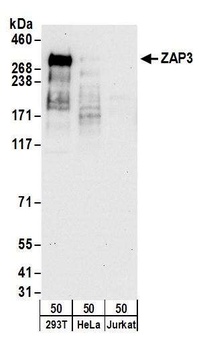 Rabbit anti-ZAP3 Antibody