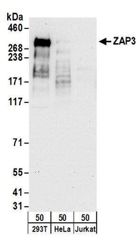 ZAP3 Antibody