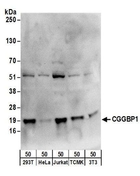 Rabbit anti-CGGBP1 Antibody
