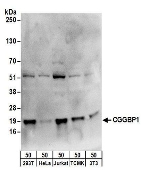 CGGBP1 Antibody