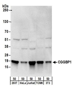 Rabbit anti-CGGBP1 Antibody