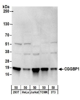 CGGBP1 Antibody