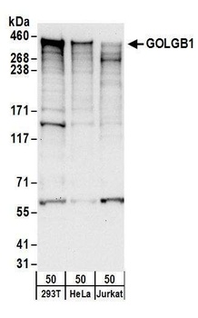 Rabbit anti-GOLGB1 Antibody