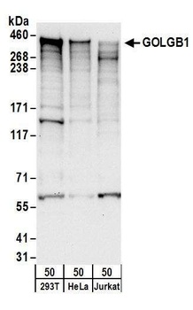 GOLGB1 Antibody