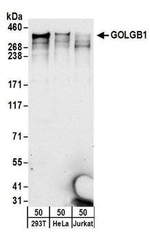 Rabbit anti-GOLGB1 Antibody