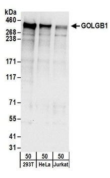 Rabbit anti-GOLGB1 Antibody