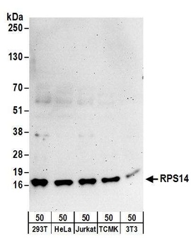 Rabbit anti-RPS14 Antibody