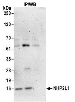 NHP2L1 Antibody