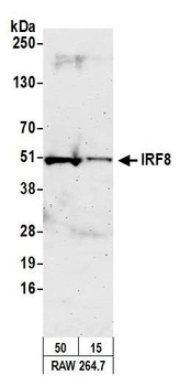 Rabbit anti-IRF8 Antibody
