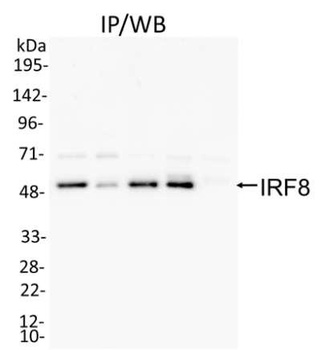 Rabbit anti-IRF8 Antibody