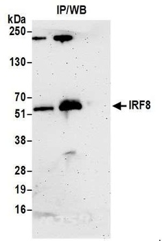 Rabbit anti-IRF8 Antibody