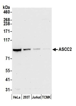 ASCC2 Antibody